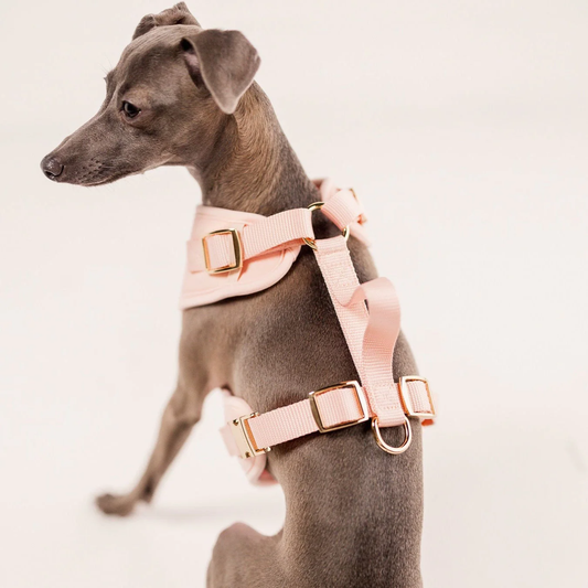 The Ultimate Guide to Choosing the Best Harness for Your Dog or Cat